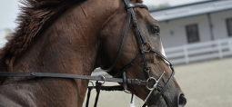 a brown horses head