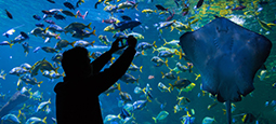 Blue Planet Aquirium 255x115