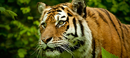 Tiger 255x115