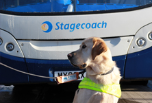 Guide Dog