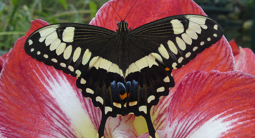 Butterfly