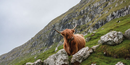 highland cow on hillside in Scotland