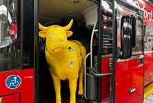 Ox on the Bus 222 px