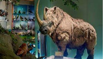 museums sheffield