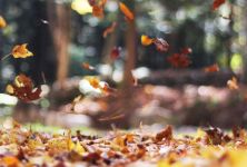 autumn